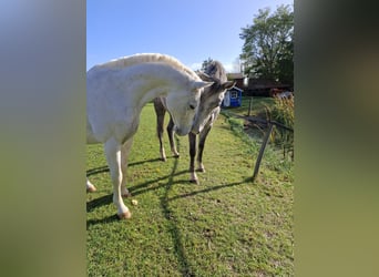 German Sport Horse, Gelding, 8 years, 16.2 hh, Grey