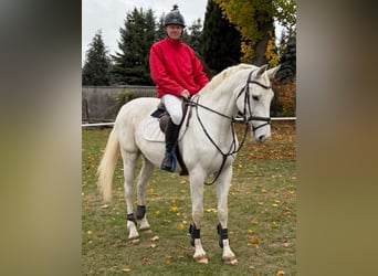 German Sport Horse, Gelding, 8 years, 16.2 hh, Grey
