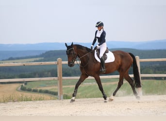 German Sport Horse, Gelding, 8 years, 16.3 hh, Bay-Dark