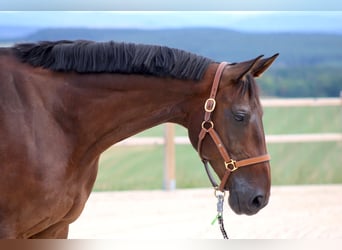 German Sport Horse, Gelding, 8 years, 16.3 hh, Bay-Dark