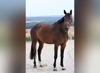 German Sport Horse, Gelding, 8 years, 16.3 hh, Bay-Dark
