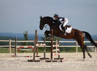 German Sport Horse, Gelding, 8 years, 16.3 hh, Bay-Dark