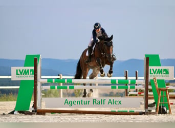 German Sport Horse, Gelding, 8 years, 16.3 hh, Bay-Dark