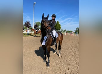 German Sport Horse, Gelding, 8 years, 16,3 hh, Bay-Dark