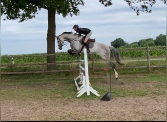 German Sport Horse, Gelding, 8 years, 16.3 hh, Grey