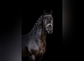 German Sport Horse, Gelding, 8 years, 16,3 hh, Smoky-Black