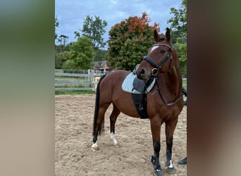 German Sport Horse, Gelding, 8 years, 16 hh, Brown