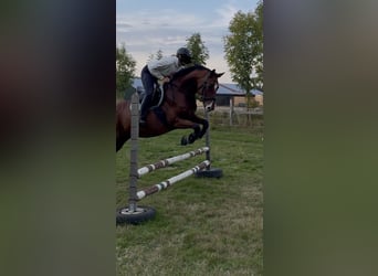 German Sport Horse, Gelding, 8 years, 16 hh, Brown
