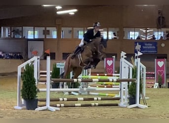 German Sport Horse, Gelding, 8 years, 16 hh, Brown