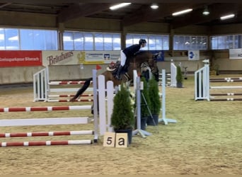 German Sport Horse, Gelding, 8 years, 16 hh, Brown