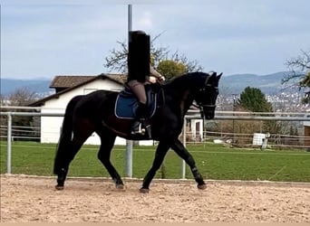 German Sport Horse, Gelding, 8 years, 16 hh, Smoky-Black