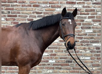 German Sport Horse, Gelding, 8 years, 16,1 hh, Bay-Dark