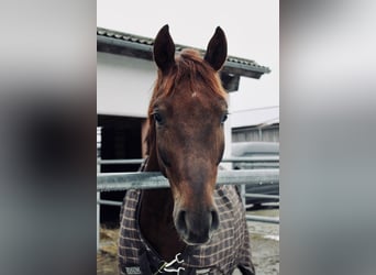 German Sport Horse, Gelding, 8 years, 16,1 hh, Chestnut