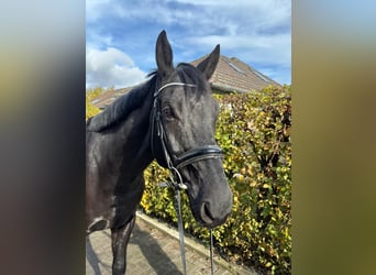 German Sport Horse, Gelding, 8 years, 16,2 hh, Black