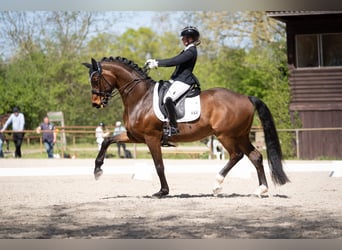 German Sport Horse, Gelding, 8 years, 16,2 hh, Brown
