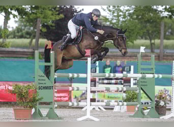 German Sport Horse, Gelding, 8 years, 16,2 hh, Brown