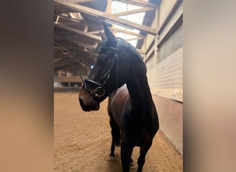 German Sport Horse, Gelding, 8 years, 16,3 hh, Bay-Dark