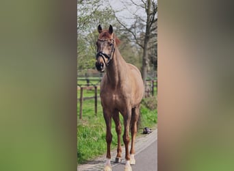 German Sport Horse, Gelding, 8 years, 16,3 hh, Chestnut