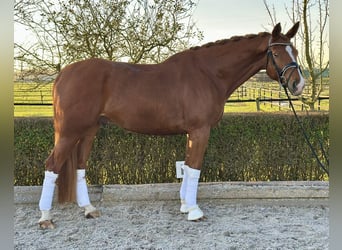 German Sport Horse, Gelding, 8 years, 17,1 hh, Chestnut