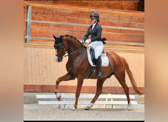 German Sport Horse, Gelding, 8 years, 17,1 hh, Chestnut-Red