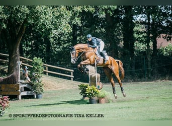 German Sport Horse, Gelding, 8 years, 17.1 hh, Chestnut-Red