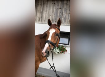 German Sport Horse, Gelding, 8 years, 17,1 hh, Chestnut-Red