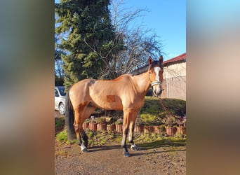 German Sport Horse, Gelding, 8 years, 17.2 hh, Brown