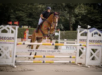 German Sport Horse, Gelding, 8 years, 17.2 hh, Brown