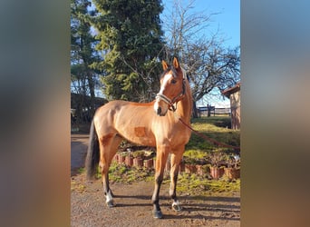 German Sport Horse, Gelding, 8 years, 17.2 hh, Brown