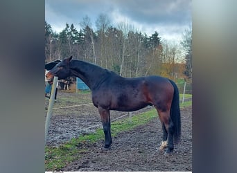 German Sport Horse, Gelding, 8 years, 17 hh, Bay-Dark