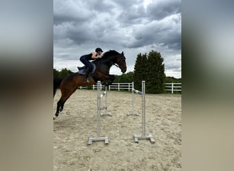 German Sport Horse, Gelding, 8 years, 17 hh, Bay-Dark