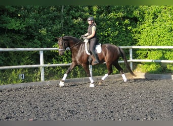 German Sport Horse, Gelding, 8 years, 17 hh, Black