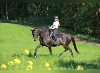 German Sport Horse, Gelding, 8 years, 17 hh, Black