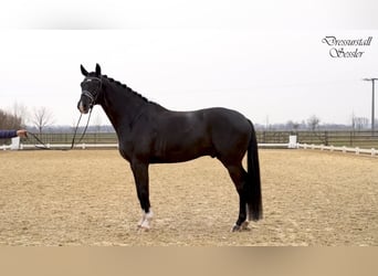 German Sport Horse, Gelding, 8 years, 17 hh, Black