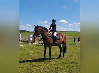 German Sport Horse, Gelding, 8 years, 17 hh, Brown