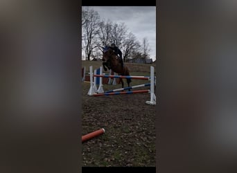German Sport Horse, Gelding, 8 years, 17 hh, Brown