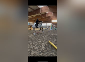 German Sport Horse, Gelding, 8 years, 17 hh, Gray-Dapple