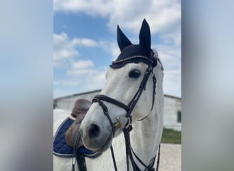 German Sport Horse, Gelding, 8 years, 17 hh, Grey