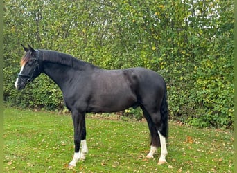 German Sport Horse, Gelding, 8 years, 17 hh, Smoky-Black
