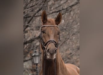 German Sport Horse, Gelding, 8 years, 17,1 hh, Chestnut-Red