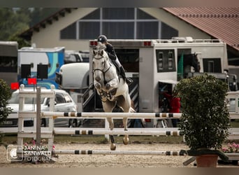 German Sport Horse, Gelding, 8 years, 17,1 hh, Gray