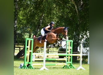 German Sport Horse, Gelding, 8 years, 17,2 hh, Brown