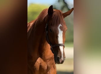 German Sport Horse, Gelding, 8 years, 19,1 hh, Chestnut-Red