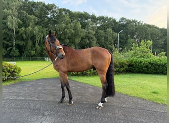 German Sport Horse, Gelding, 8 years, Brown