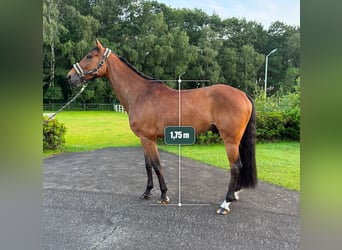 German Sport Horse, Gelding, 8 years, Brown