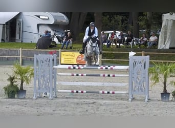 German Sport Horse, Gelding, 8 years, Grey