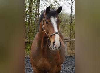 German Sport Horse, Gelding, 9 years, 16.1 hh, Brown
