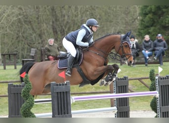German Sport Horse, Gelding, 9 years, 16.1 hh, Brown