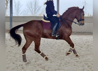 German Sport Horse, Gelding, 9 years, 16.1 hh, Chestnut-Red