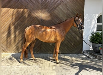 German Sport Horse, Gelding, 9 years, 16.1 hh, Chestnut-Red